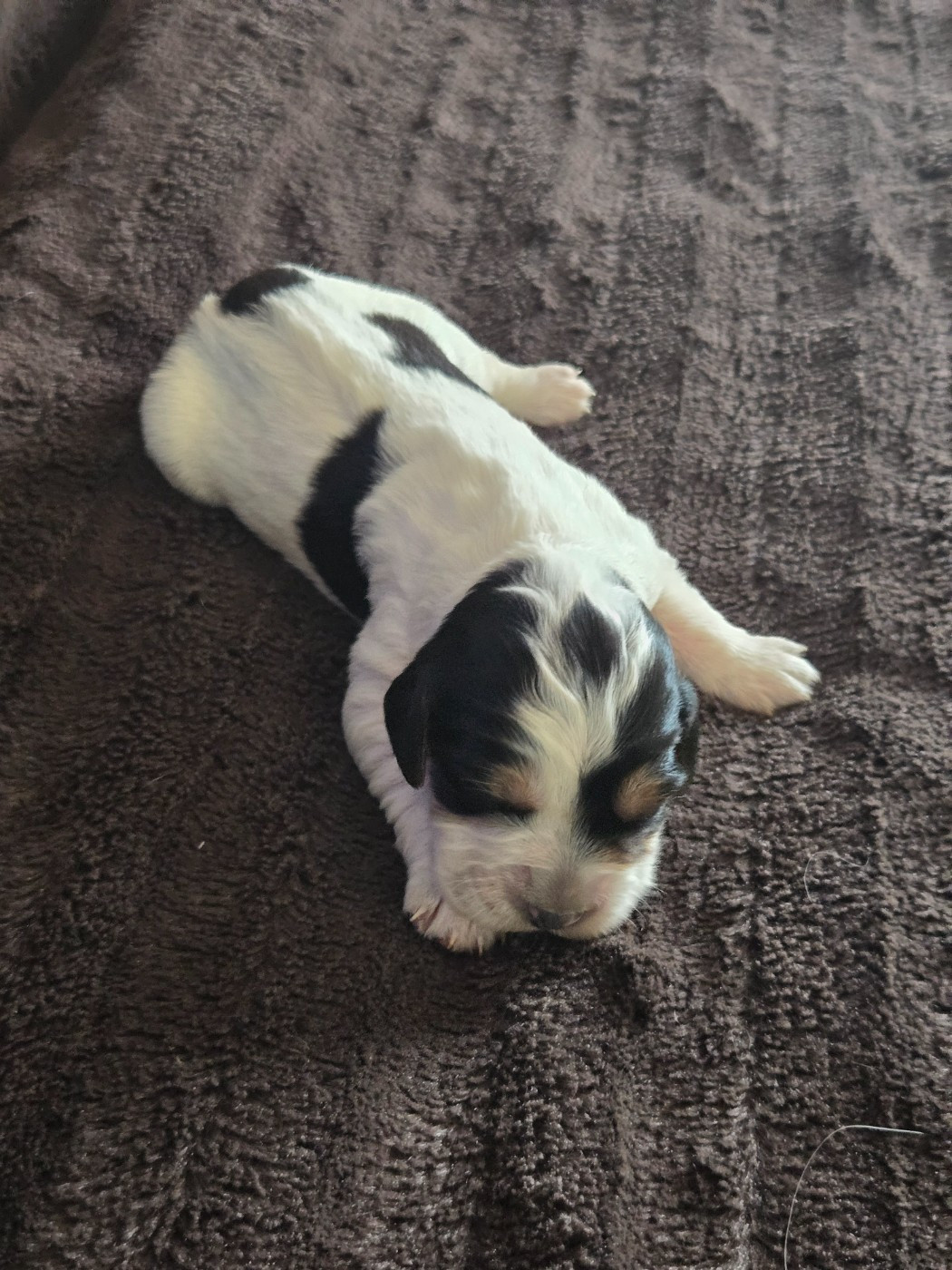 du Mas d'Eyraud - Chiots disponibles - Setter Anglais