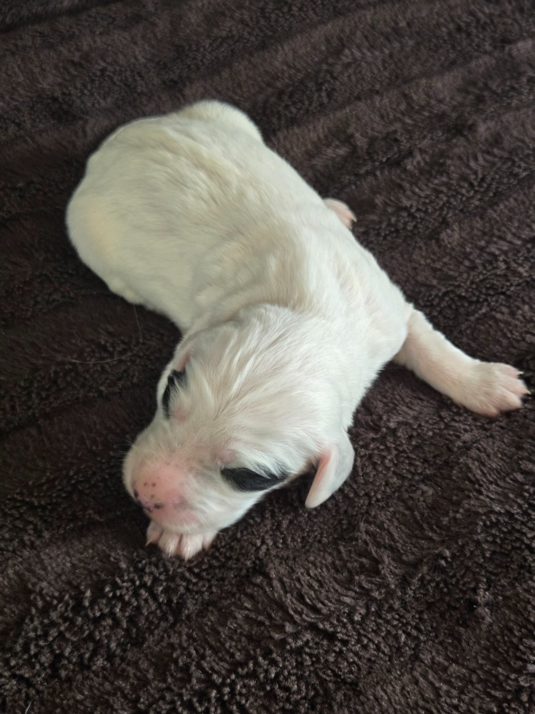 du Mas d'Eyraud - Chiots disponibles - Setter Anglais