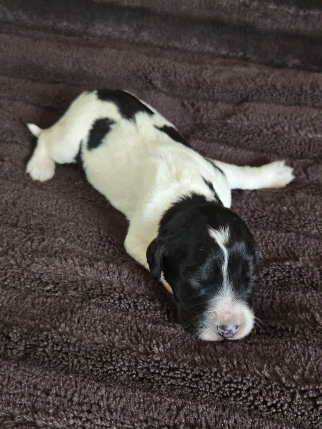 du Mas d'Eyraud - Chiots disponibles - Setter Anglais