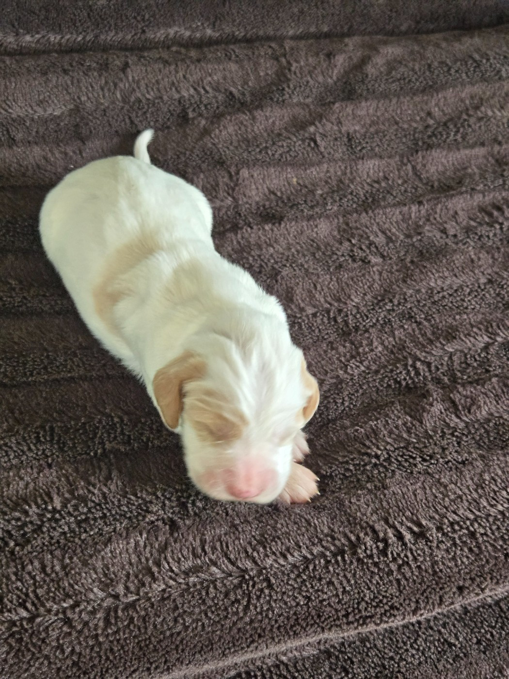 du Mas d'Eyraud - Chiots disponibles - Setter Anglais
