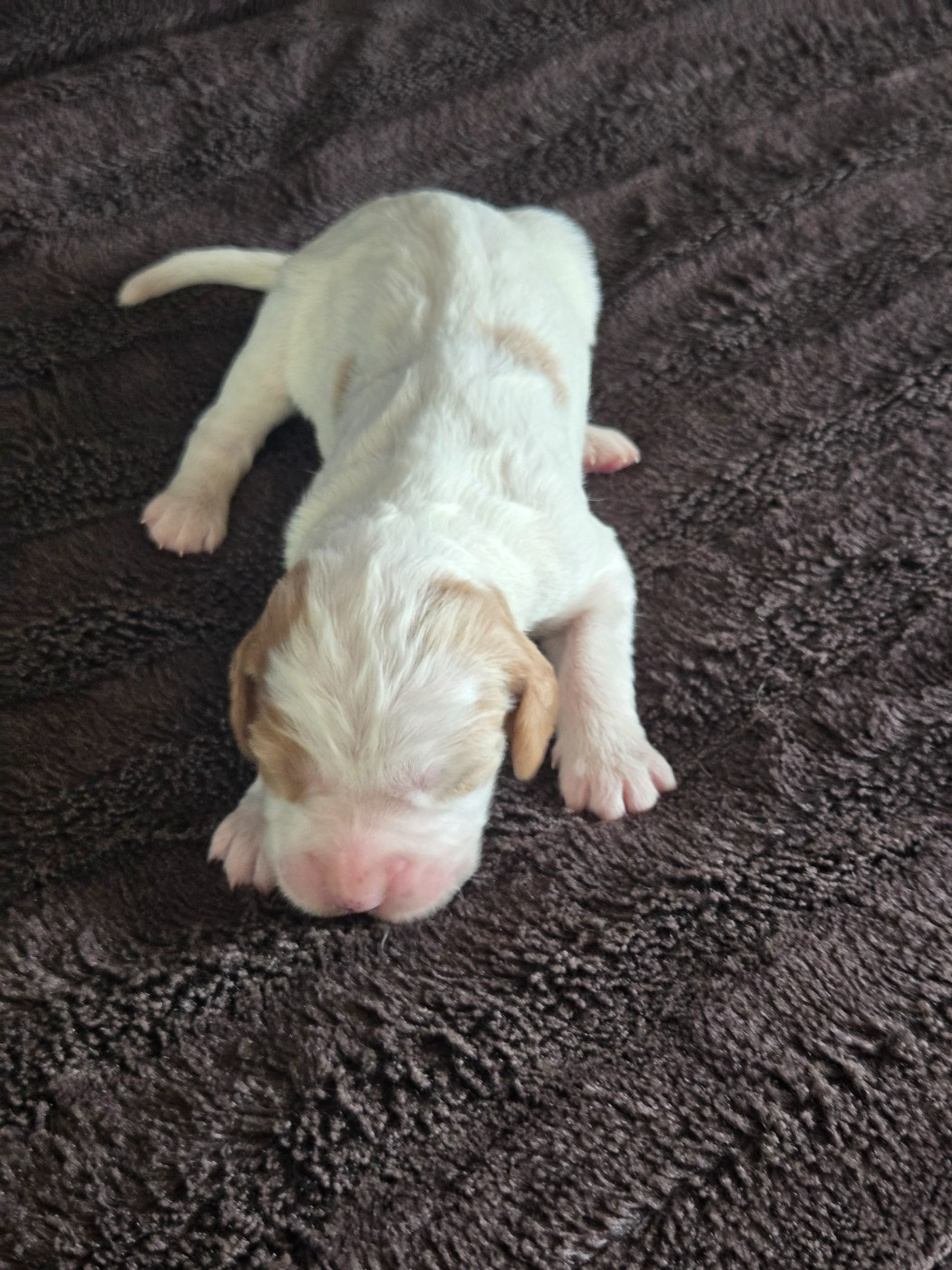 du Mas d'Eyraud - Chiots disponibles - Setter Anglais