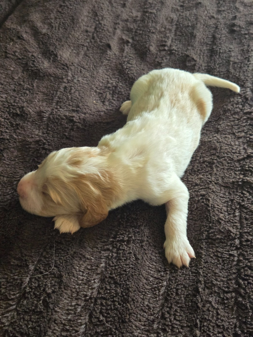 du Mas d'Eyraud - Chiots disponibles - Setter Anglais