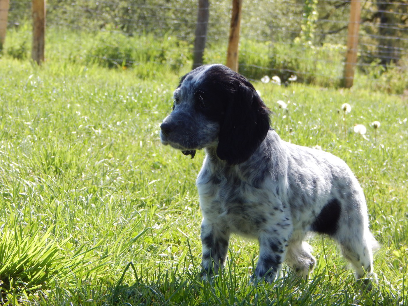 du Mas d'Eyraud - Chiots disponibles - Setter Anglais