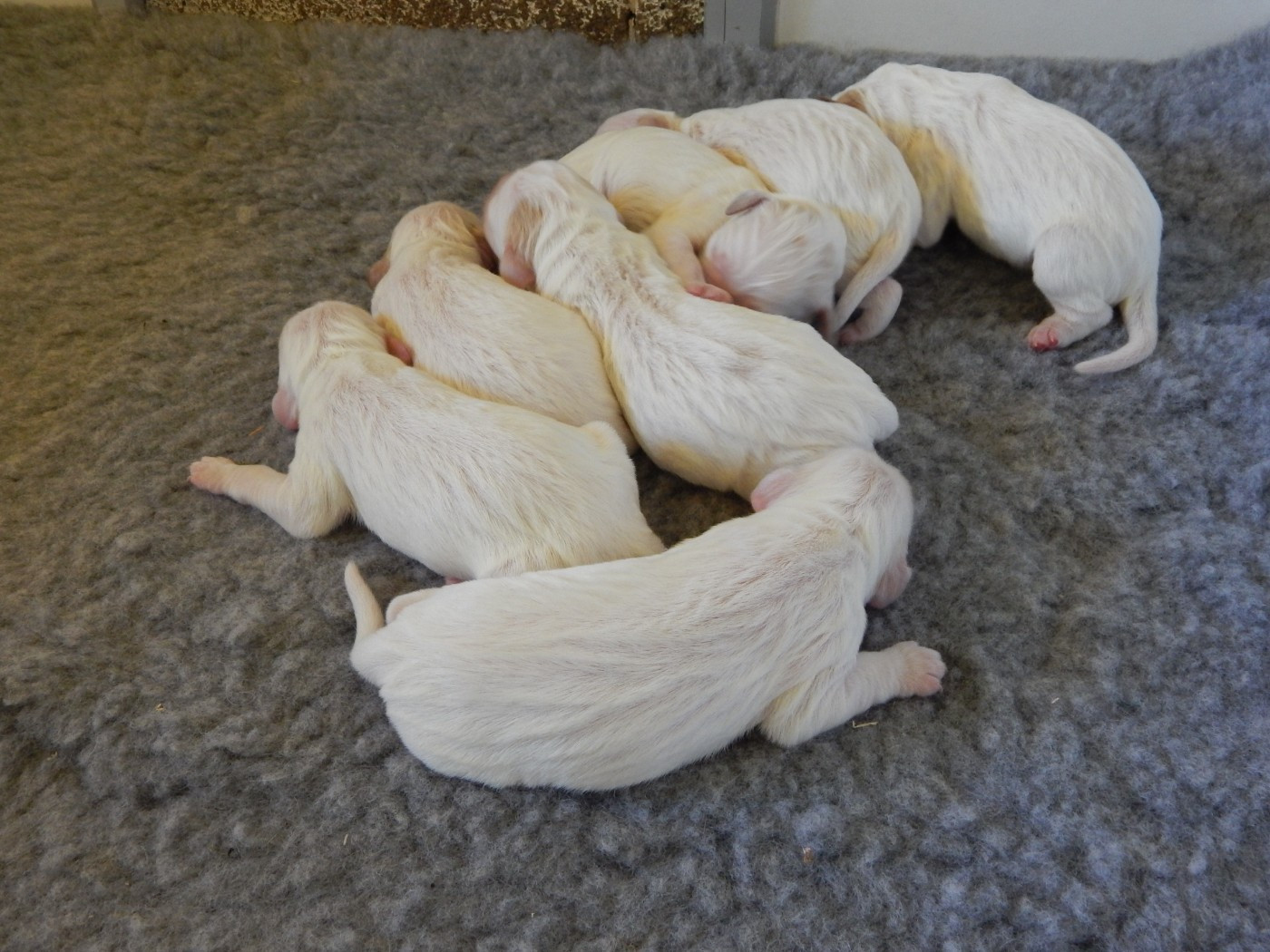 du Mas d'Eyraud - Setter Anglais - Portée née le 21/04/2026