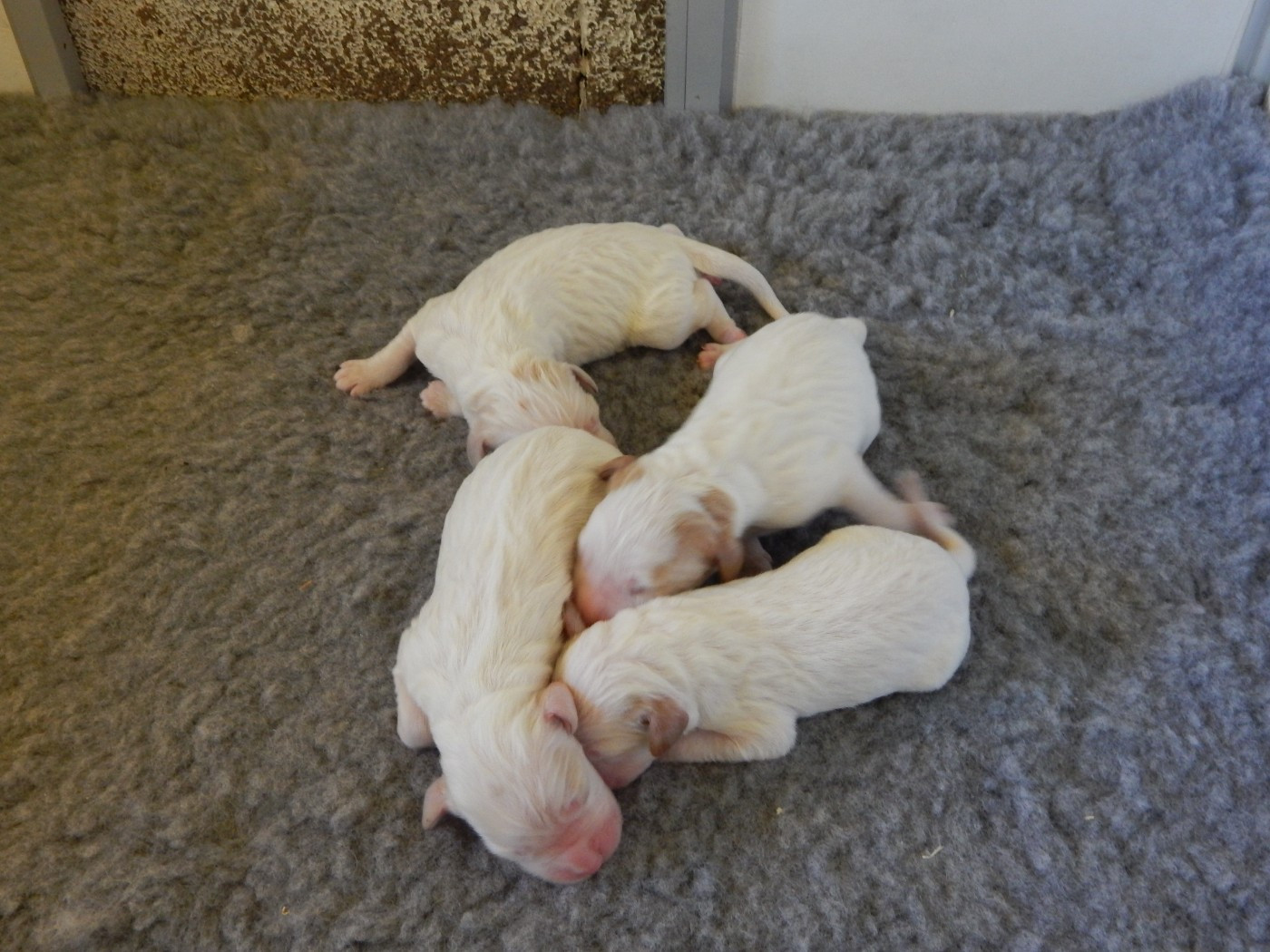 du Mas d'Eyraud - Chiots disponibles - Setter Anglais