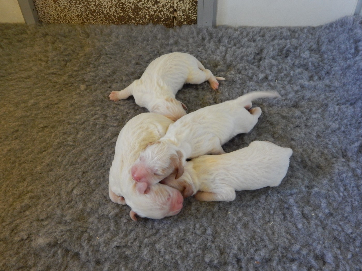 du Mas d'Eyraud - Chiots disponibles - Setter Anglais