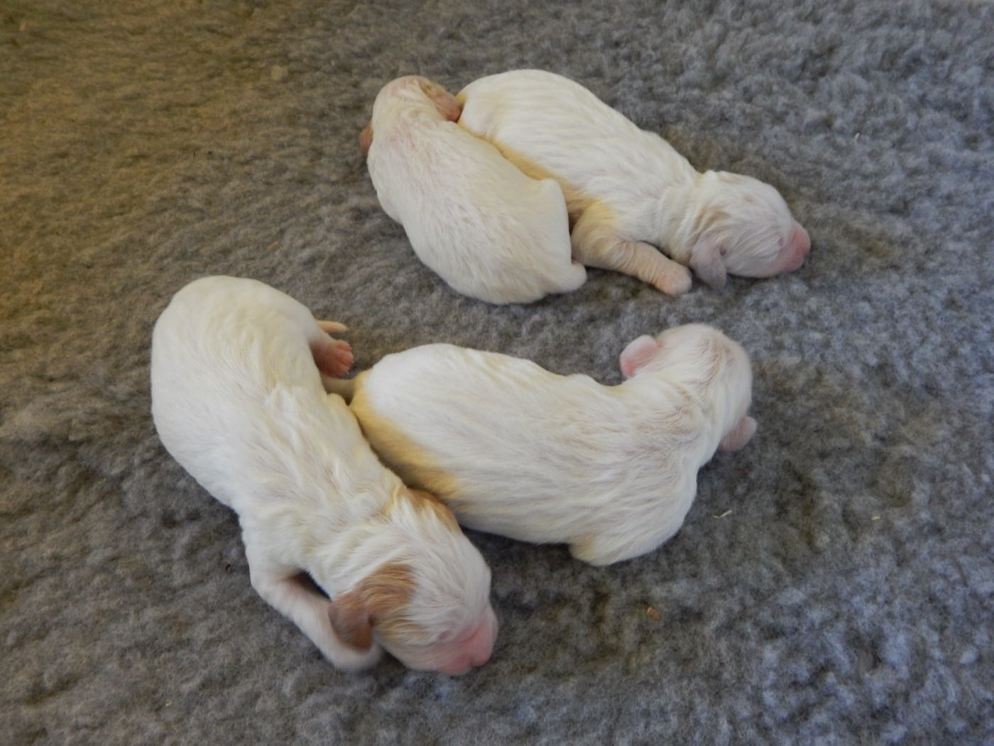 du Mas d'Eyraud - Chiots disponibles - Setter Anglais