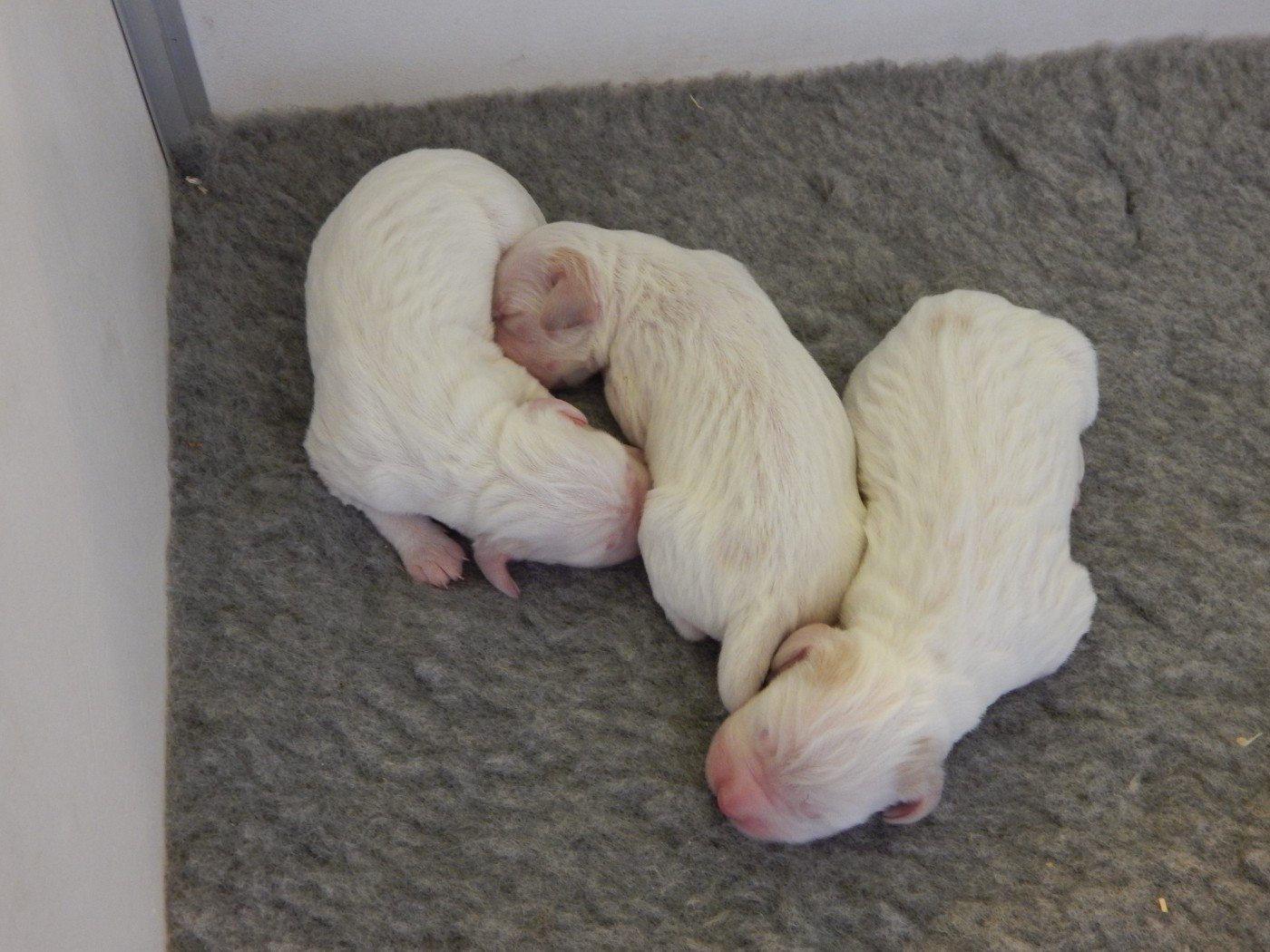 du Mas d'Eyraud - Chiots disponibles - Setter Anglais