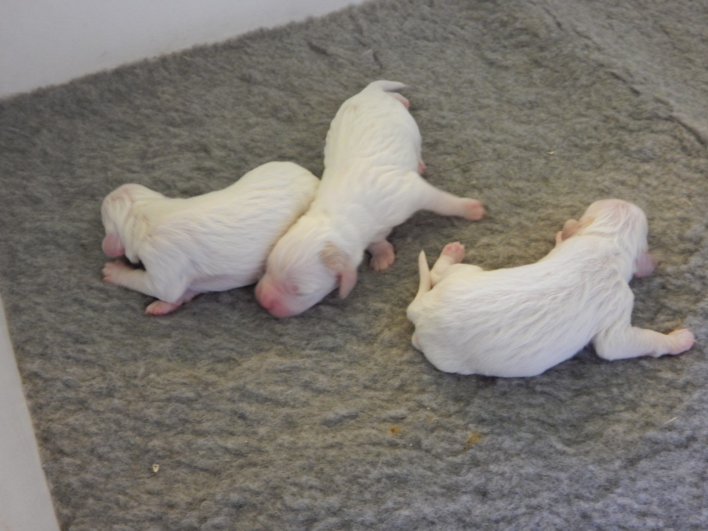 du Mas d'Eyraud - Chiots disponibles - Setter Anglais