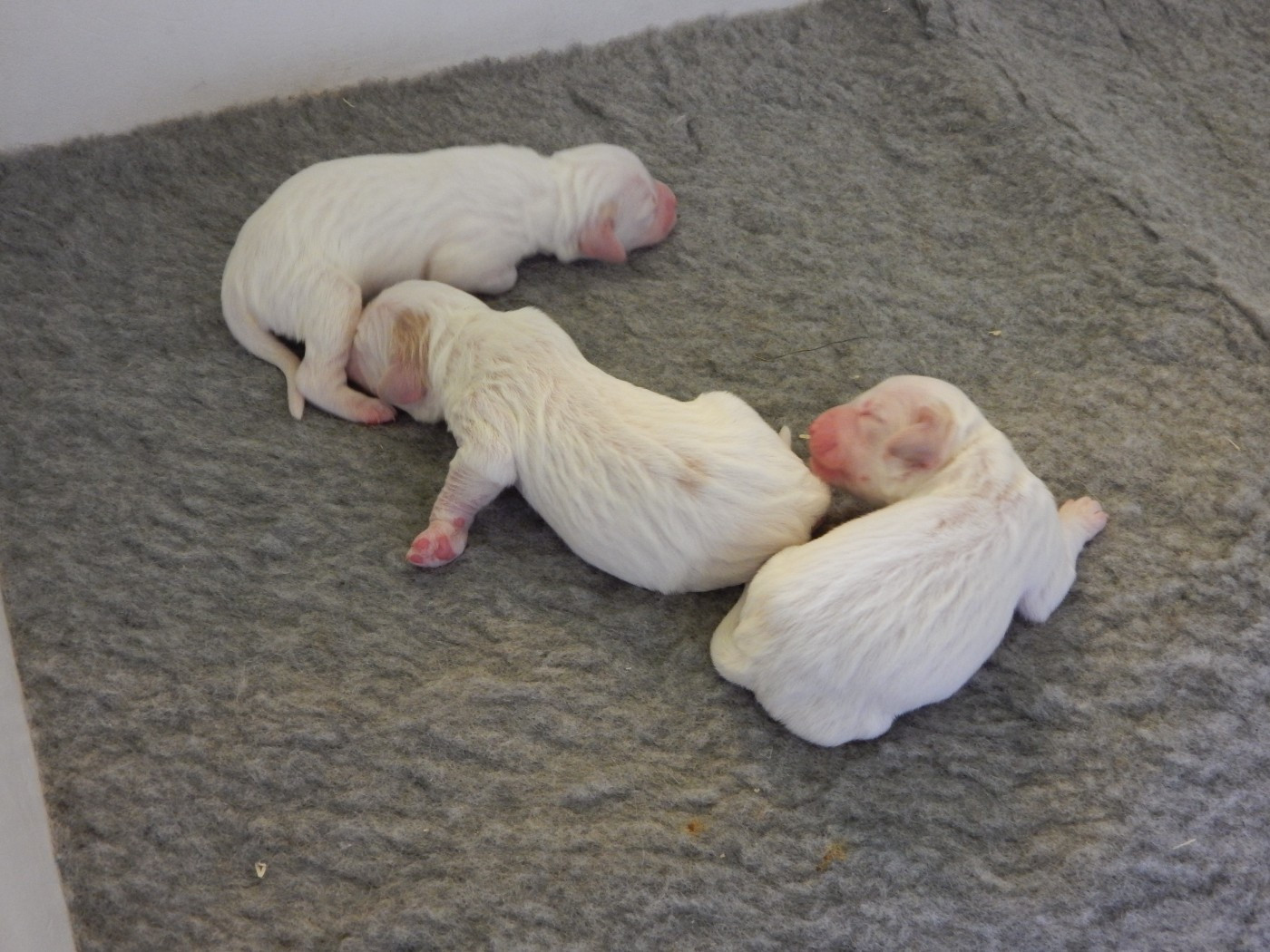 du Mas d'Eyraud - Chiots disponibles - Setter Anglais