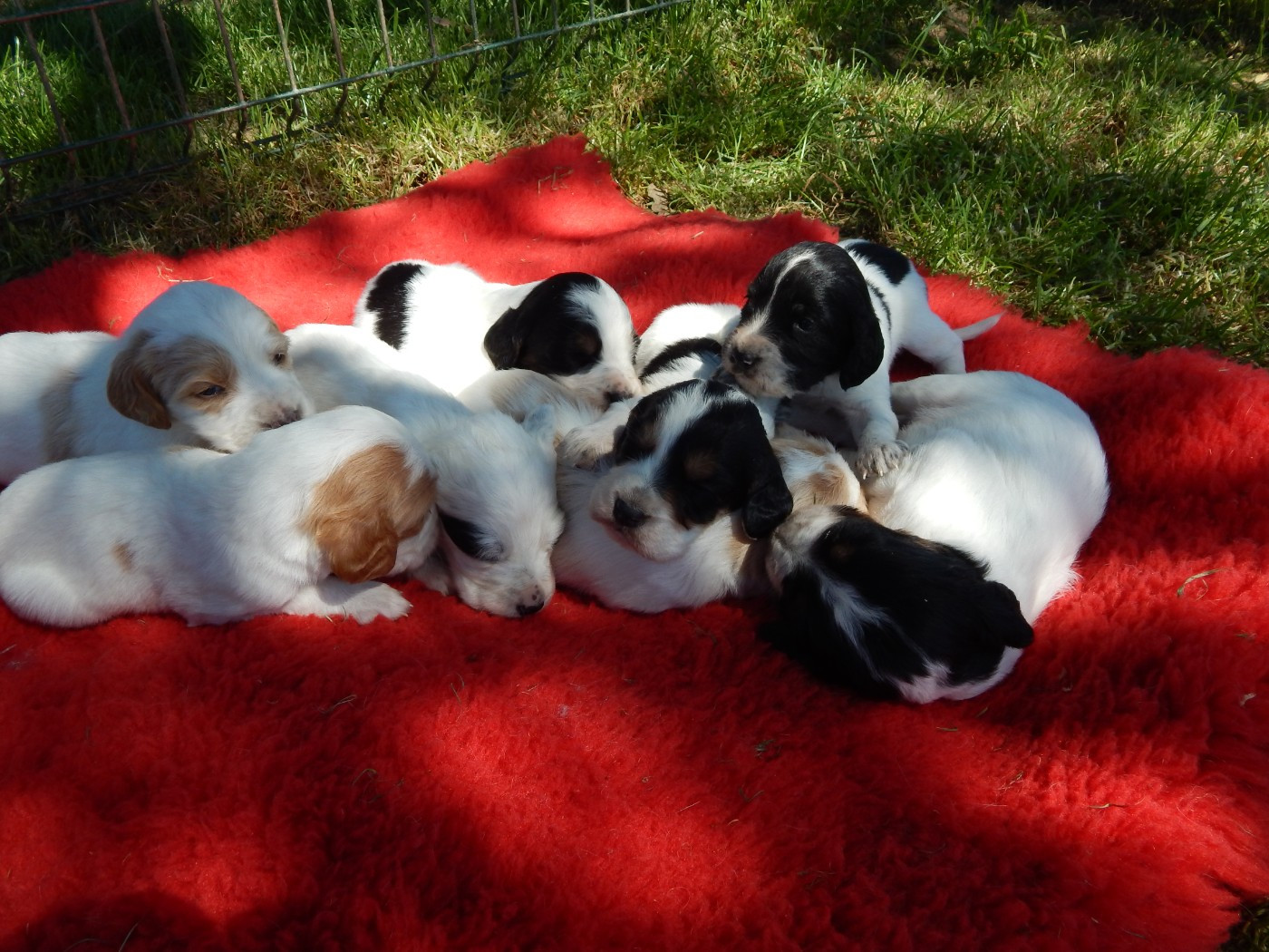 du Mas d'Eyraud - Setter Anglais - Portée née le 03/04/2026