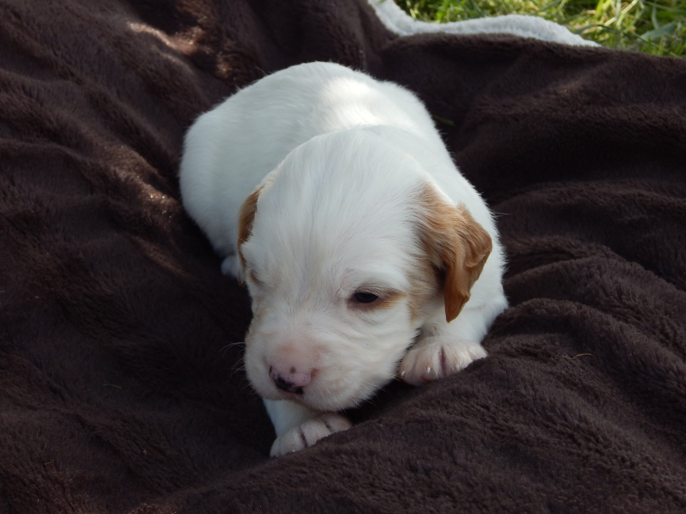 du Mas d'Eyraud - Chiots disponibles - Setter Anglais