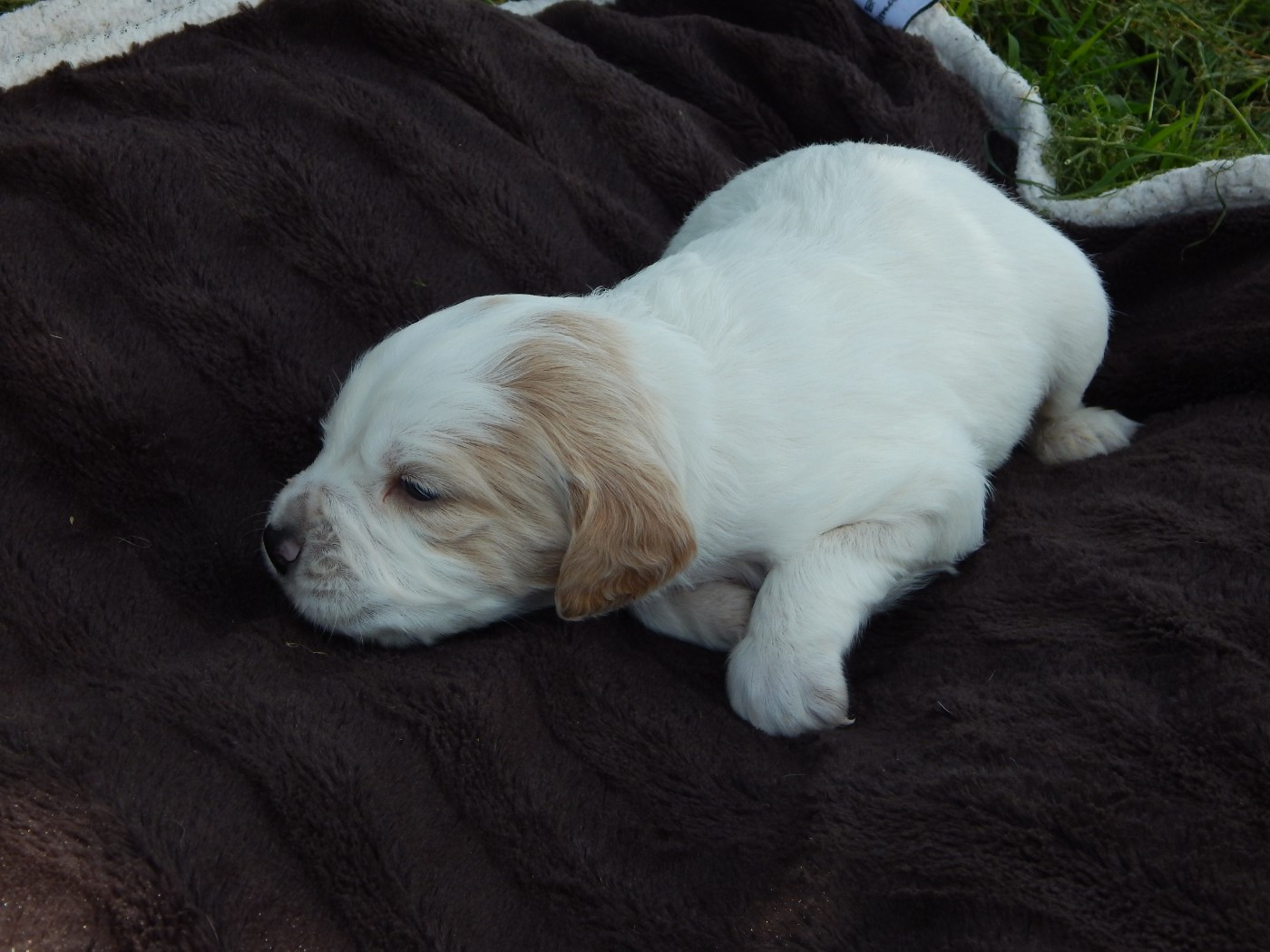 du Mas d'Eyraud - Chiots disponibles - Setter Anglais