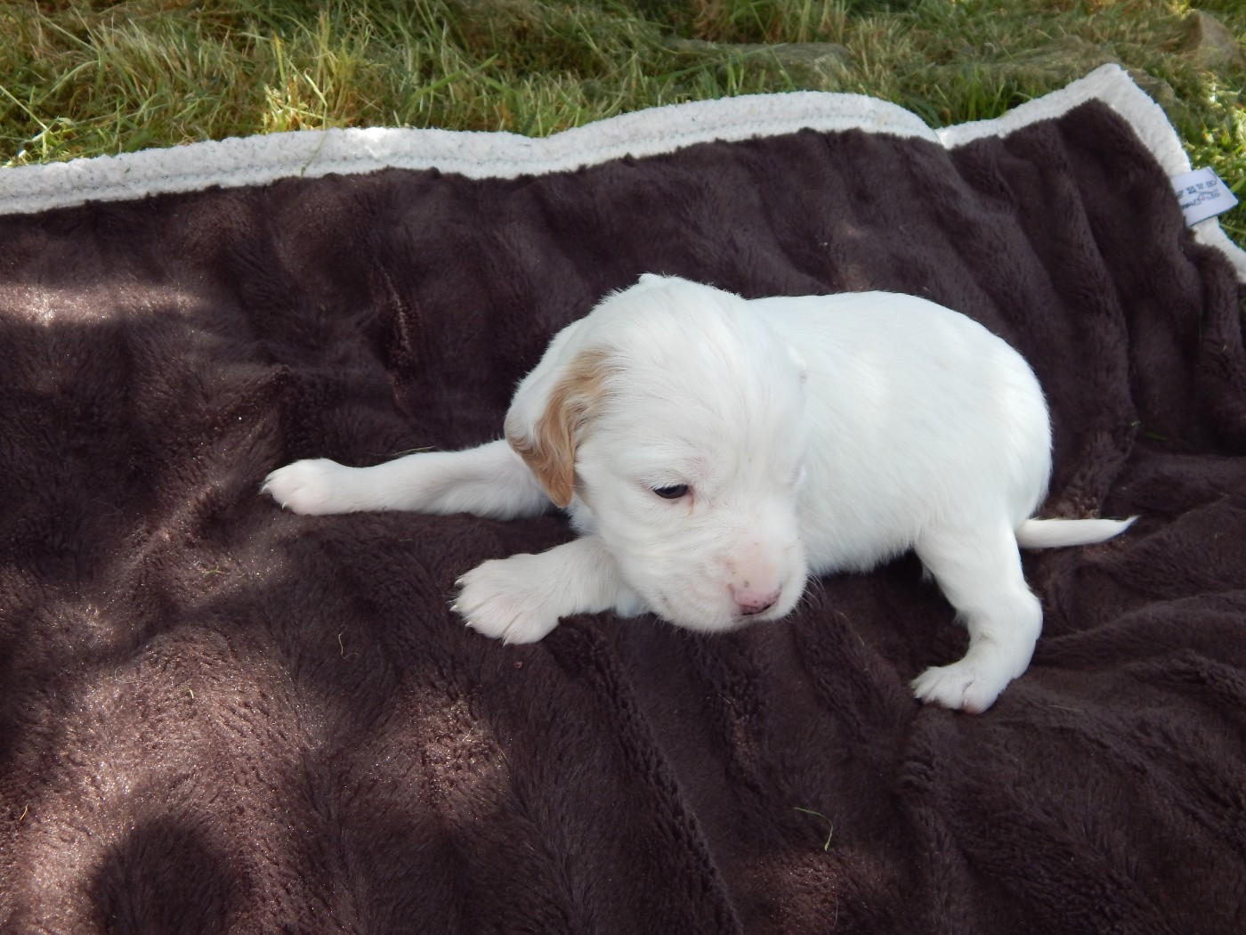 du Mas d'Eyraud - Chiots disponibles - Setter Anglais