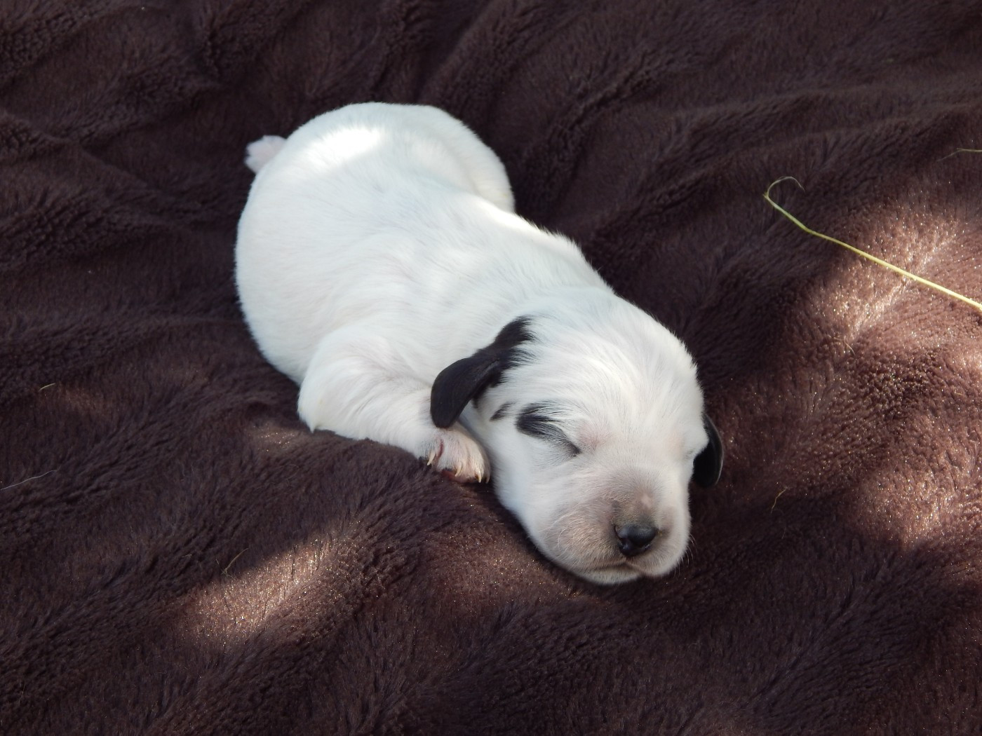 du Mas d'Eyraud - Chiots disponibles - Setter Anglais