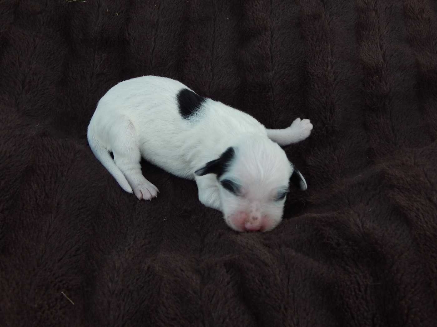 du Mas d'Eyraud - Chiots disponibles - Setter Anglais