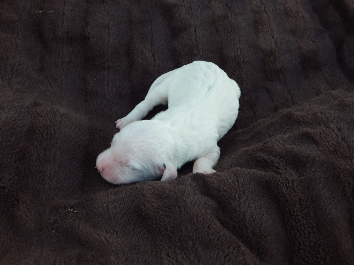 du Mas d'Eyraud - Chiots disponibles - Setter Anglais