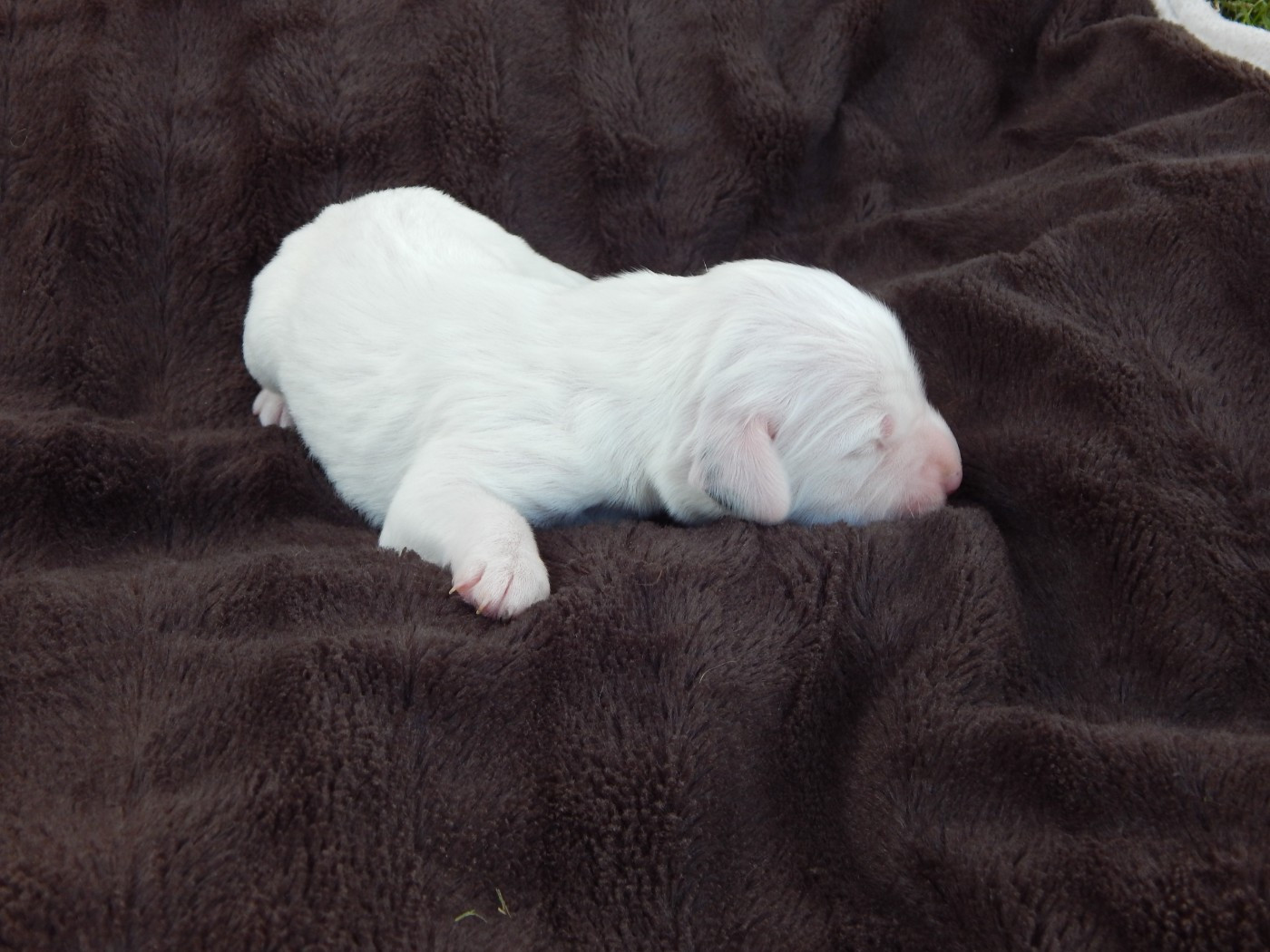 du Mas d'Eyraud - Chiots disponibles - Setter Anglais