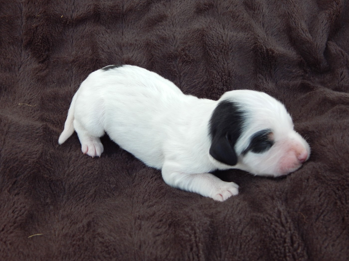 du Mas d'Eyraud - Chiots disponibles - Setter Anglais
