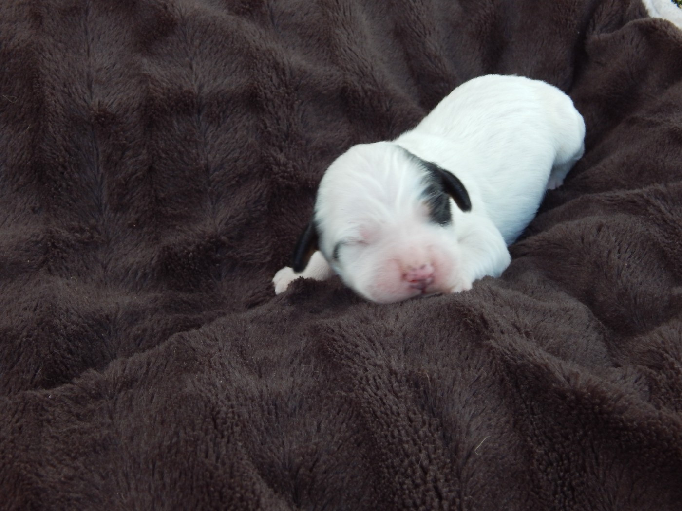 du Mas d'Eyraud - Chiots disponibles - Setter Anglais