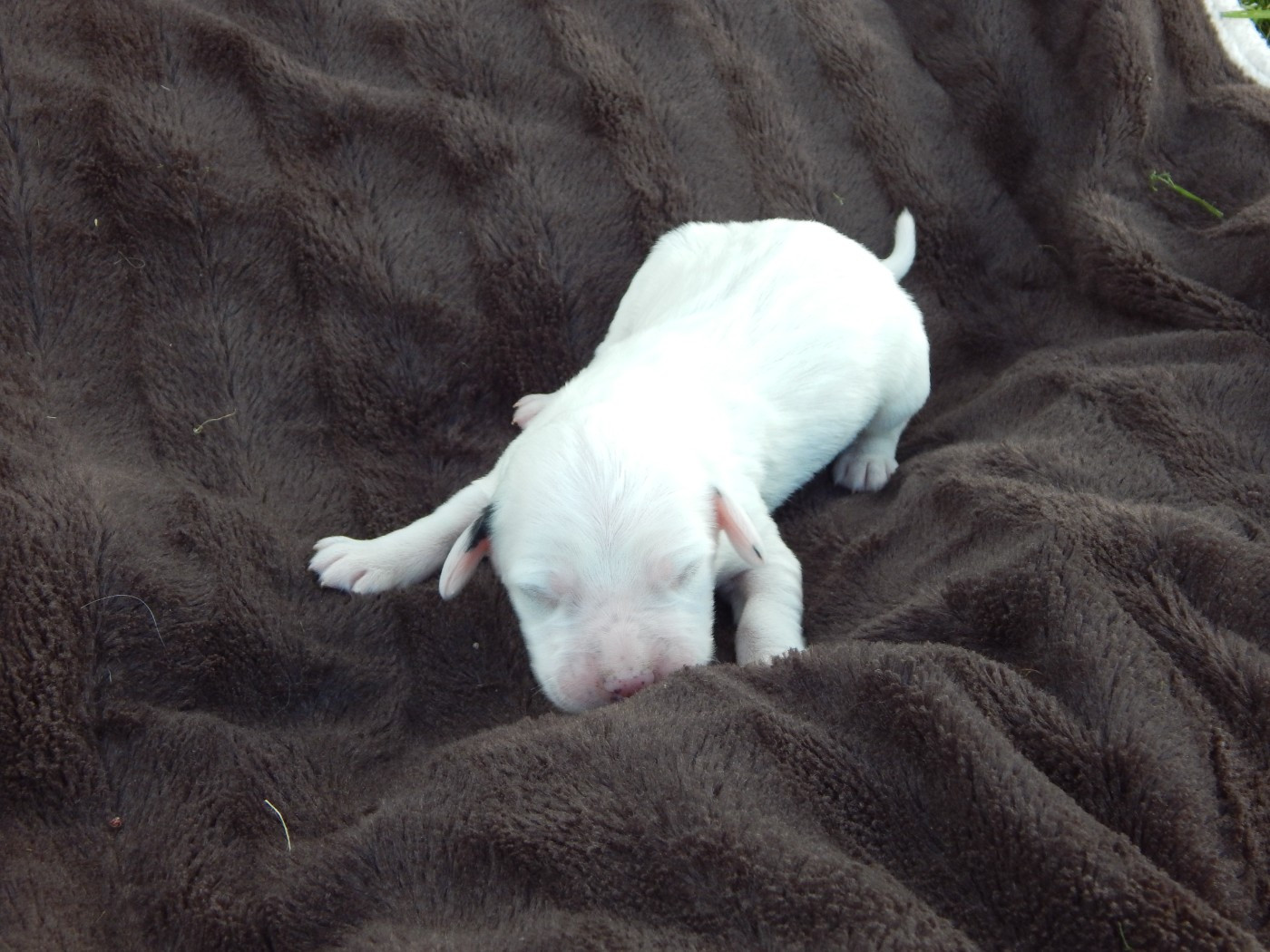 du Mas d'Eyraud - Chiots disponibles - Setter Anglais