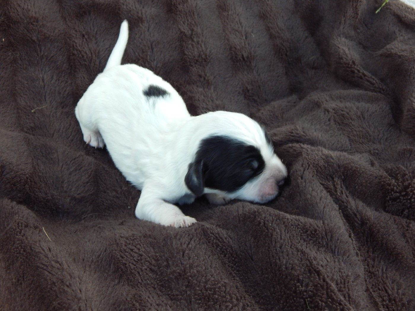 du Mas d'Eyraud - Chiots disponibles - Setter Anglais