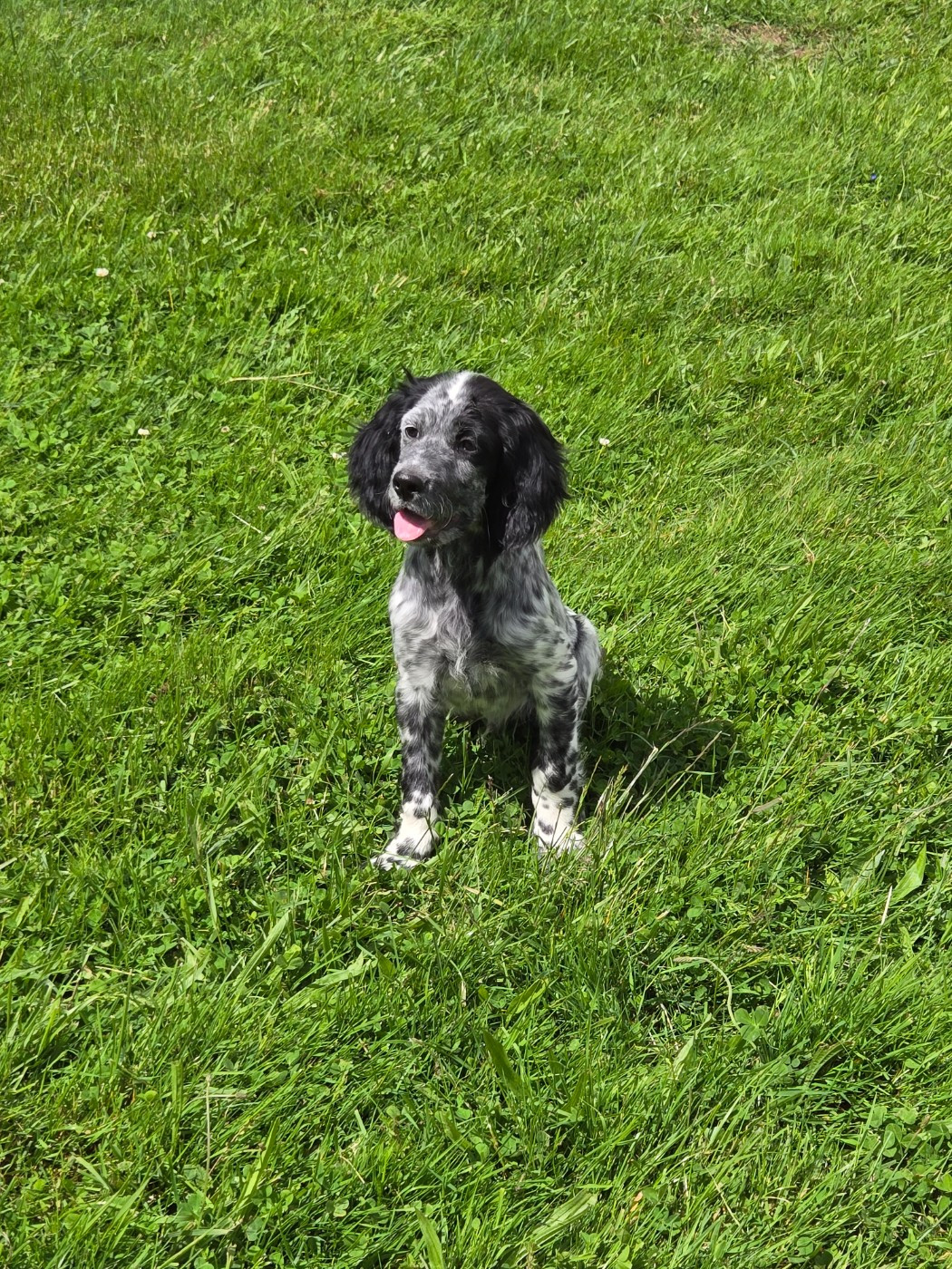 du Mas d'Eyraud - Chiots disponibles - Setter Anglais