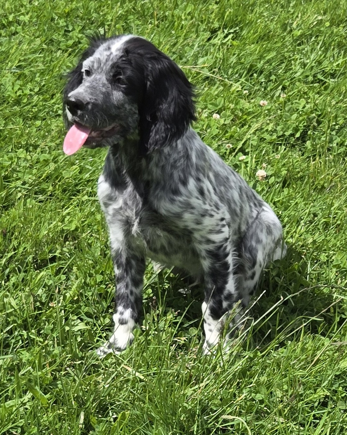 Chiot Setter Anglais du Mas d'Eyraud