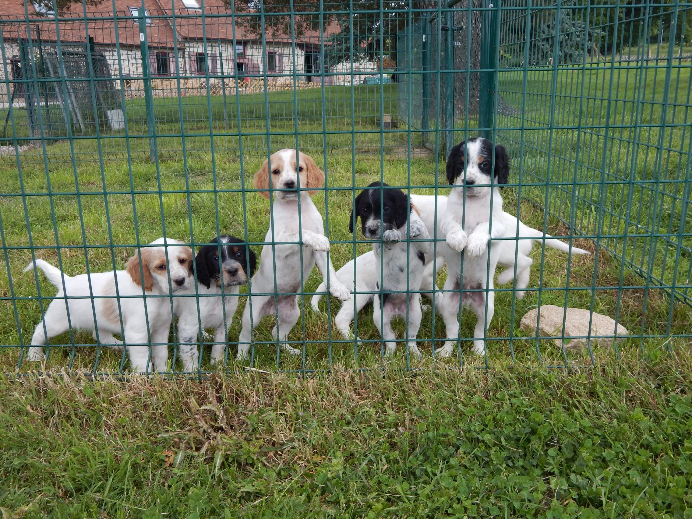 du Mas d'Eyraud - Setter Anglais - Portée née le 03/04/2026
