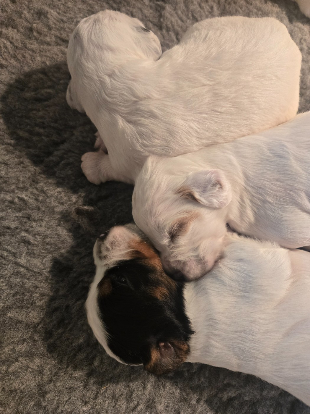 du Mas d'Eyraud - Chiots disponibles - Setter Anglais