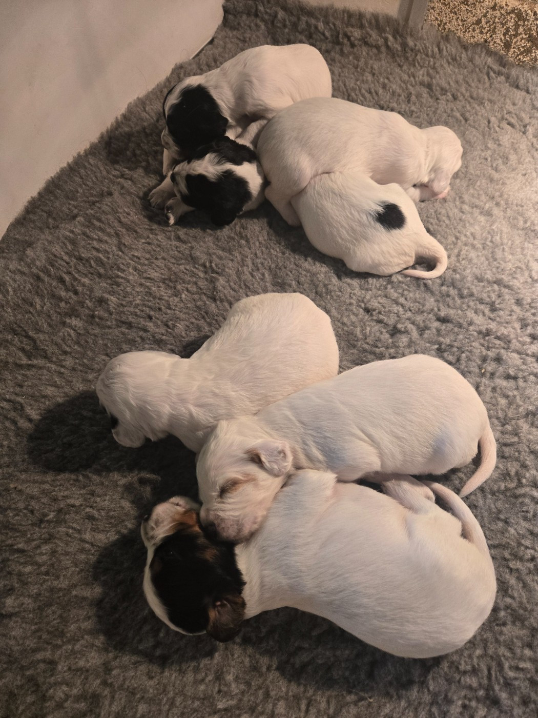 Chiot Setter Anglais du Mas d'Eyraud