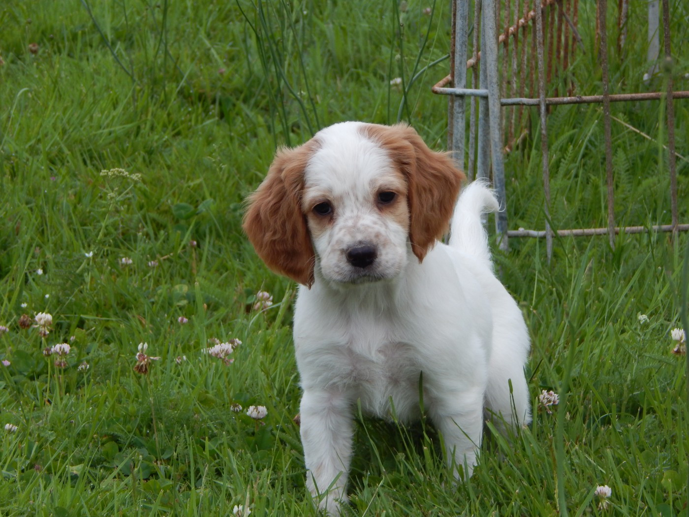 du Mas d'Eyraud - Chiots disponibles - Setter Anglais