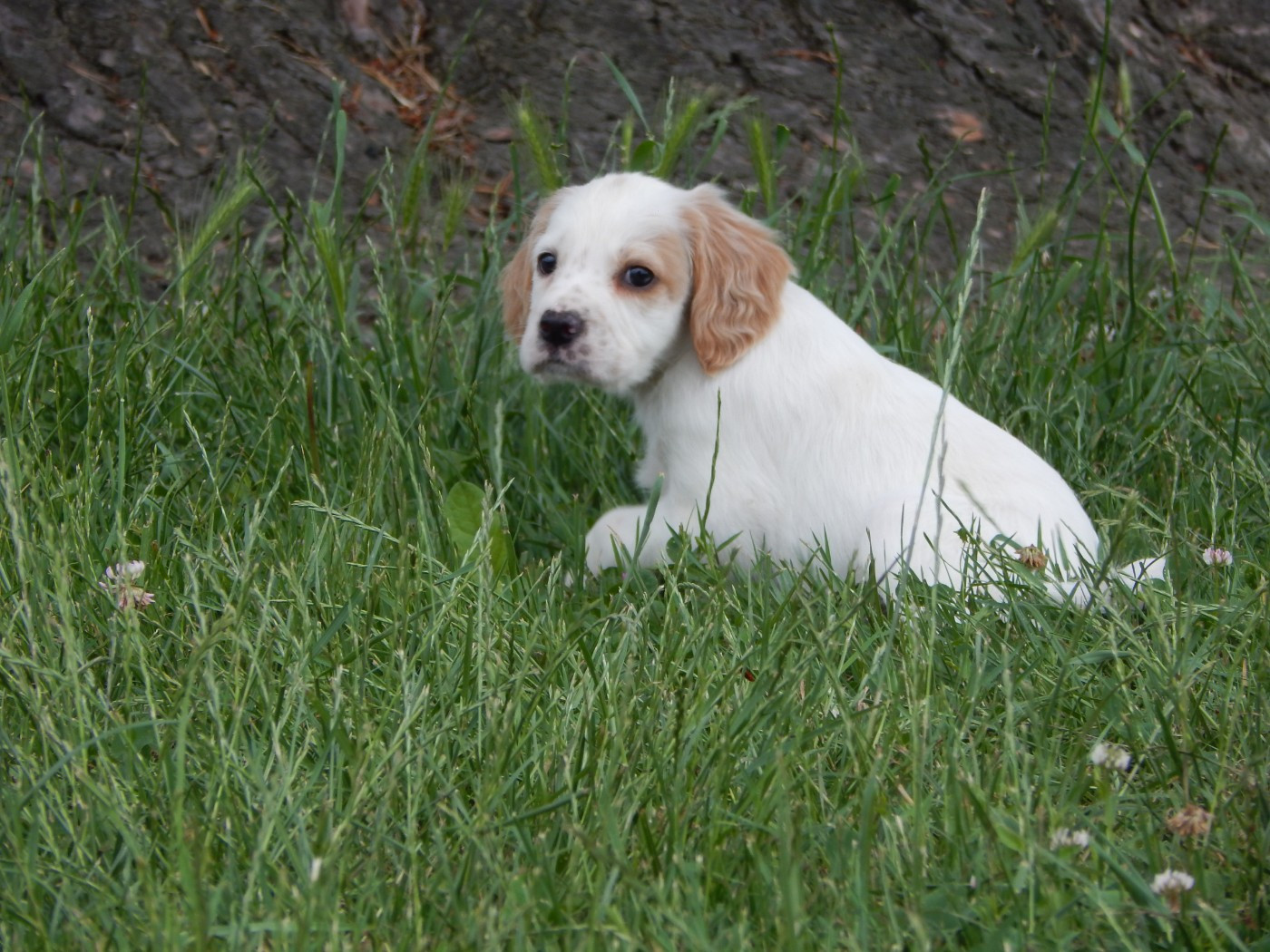 du Mas d'Eyraud - Chiots disponibles - Setter Anglais
