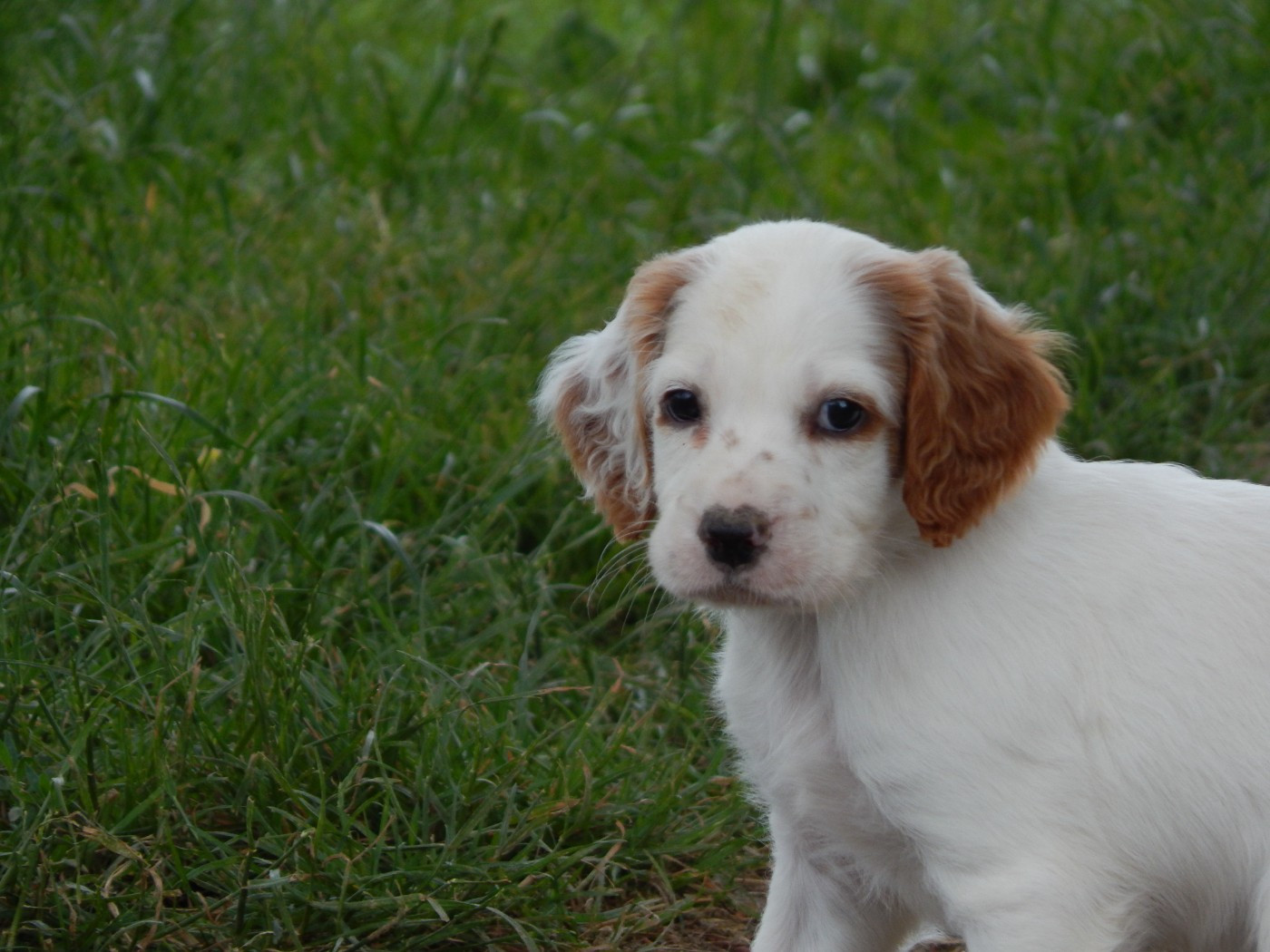 du Mas d'Eyraud - Chiots disponibles - Setter Anglais