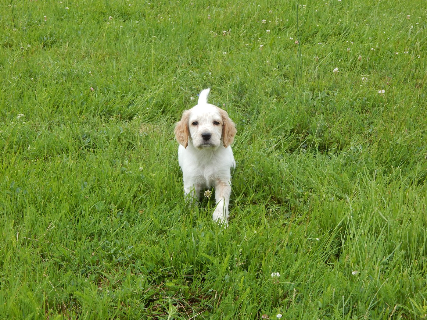 du Mas d'Eyraud - Chiots disponibles - Setter Anglais