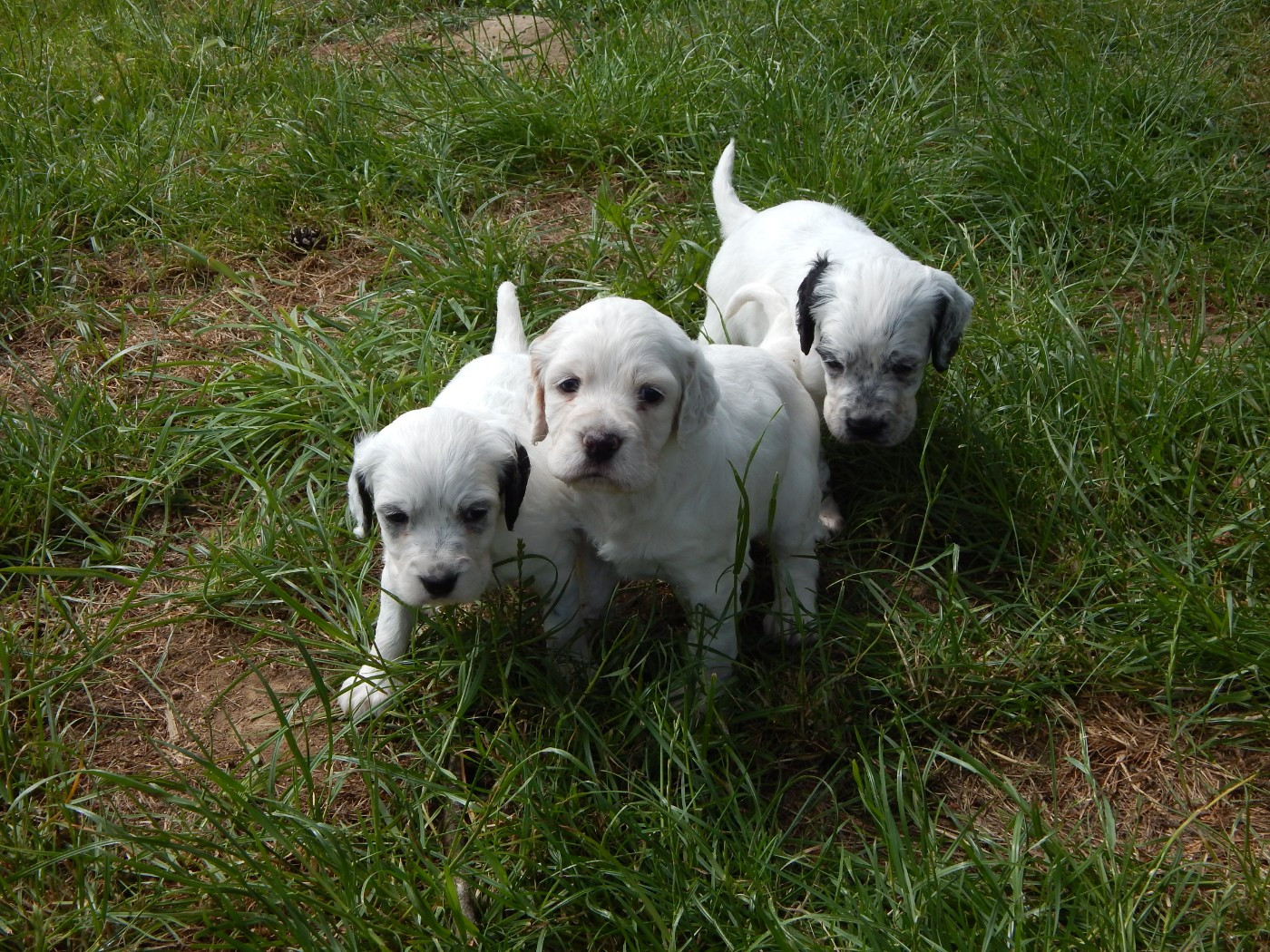 du Mas d'Eyraud - Setter Anglais - Portée née le 07/05/2026