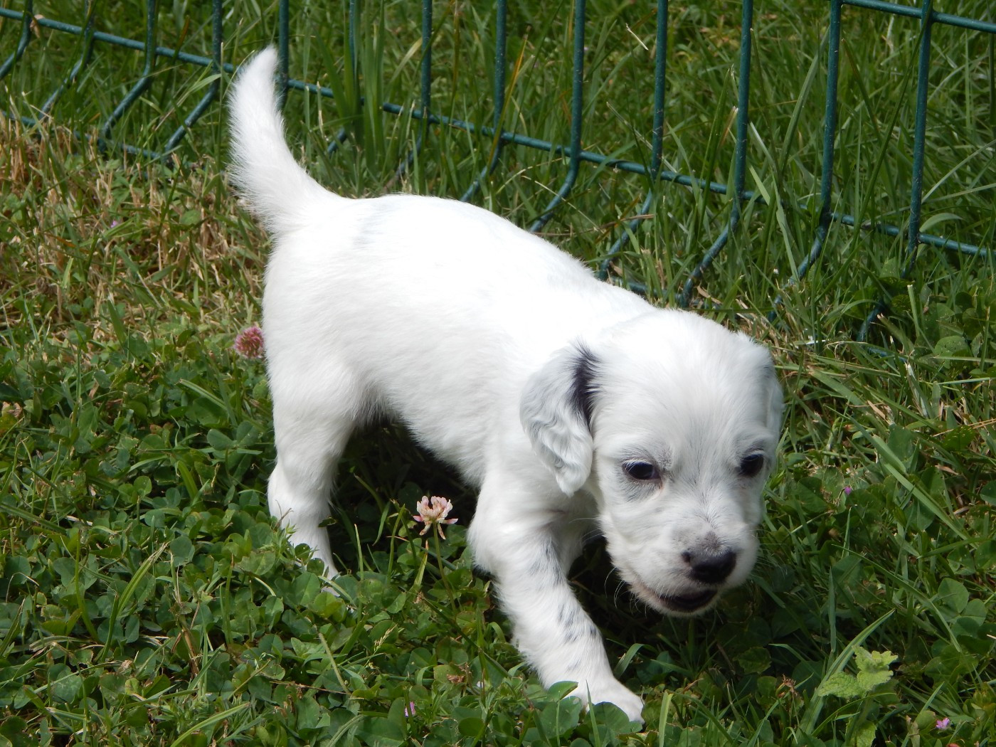 du Mas d'Eyraud - Chiots disponibles - Setter Anglais