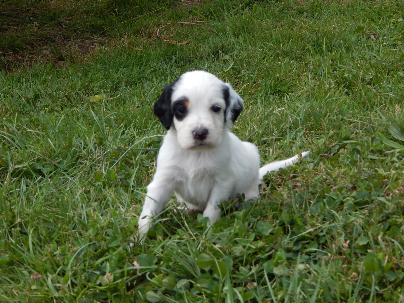 du Mas d'Eyraud - Chiots disponibles - Setter Anglais