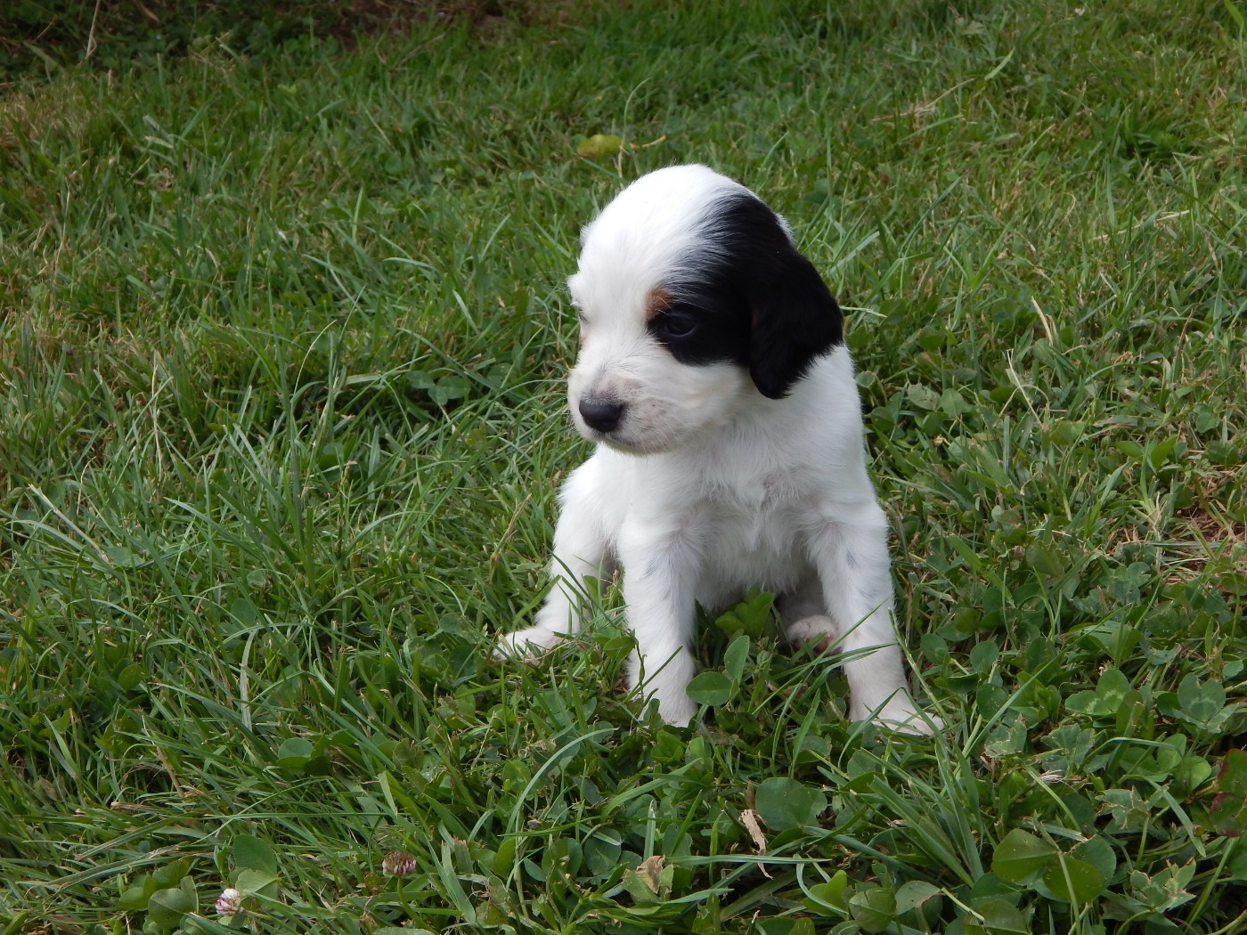 du Mas d'Eyraud - Chiots disponibles - Setter Anglais