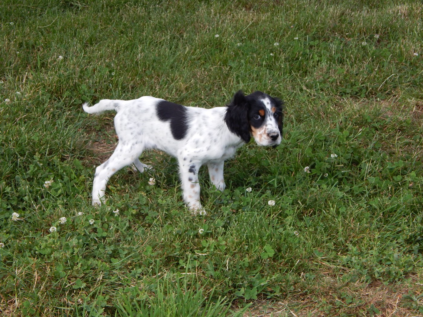 du Mas d'Eyraud - Setter Anglais - Portée née le 03/04/2026