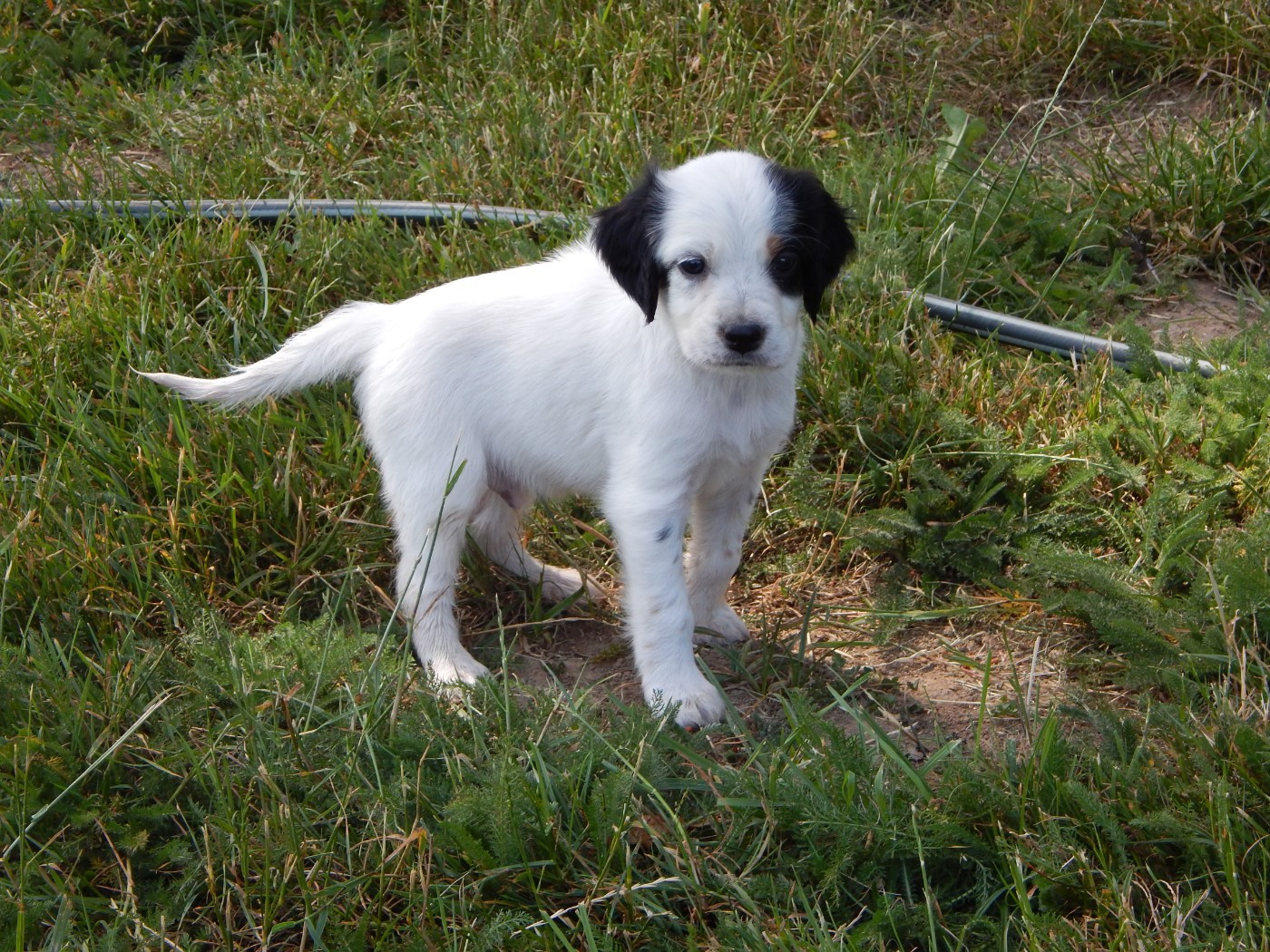 du Mas d'Eyraud - Chiots disponibles - Setter Anglais