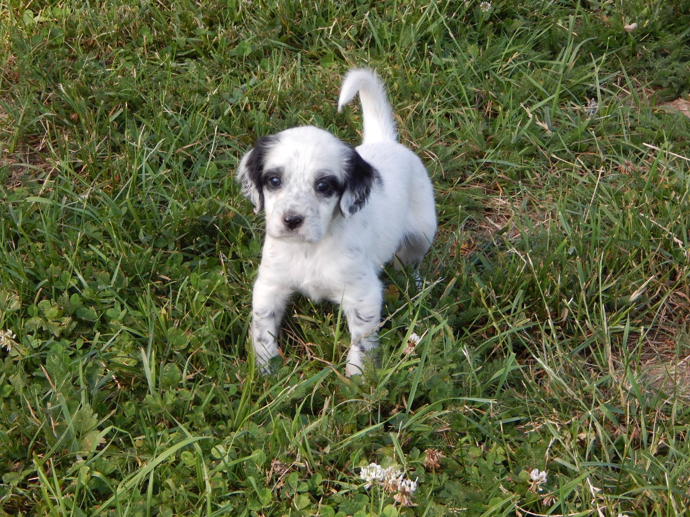 du Mas d'Eyraud - Chiots disponibles - Setter Anglais