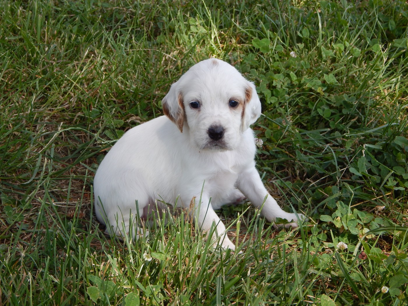 du Mas d'Eyraud - Chiots disponibles - Setter Anglais