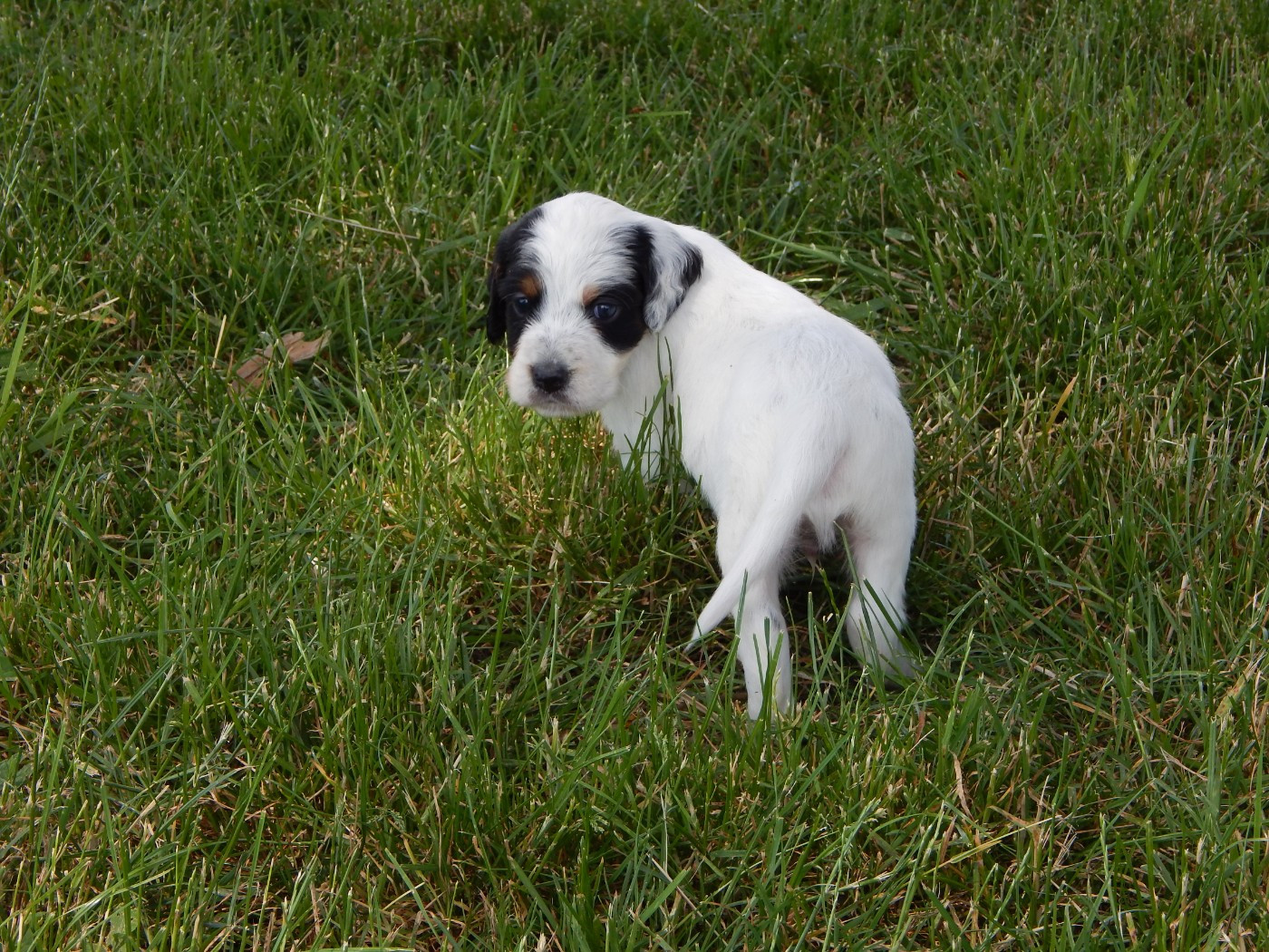 du Mas d'Eyraud - Chiots disponibles - Setter Anglais