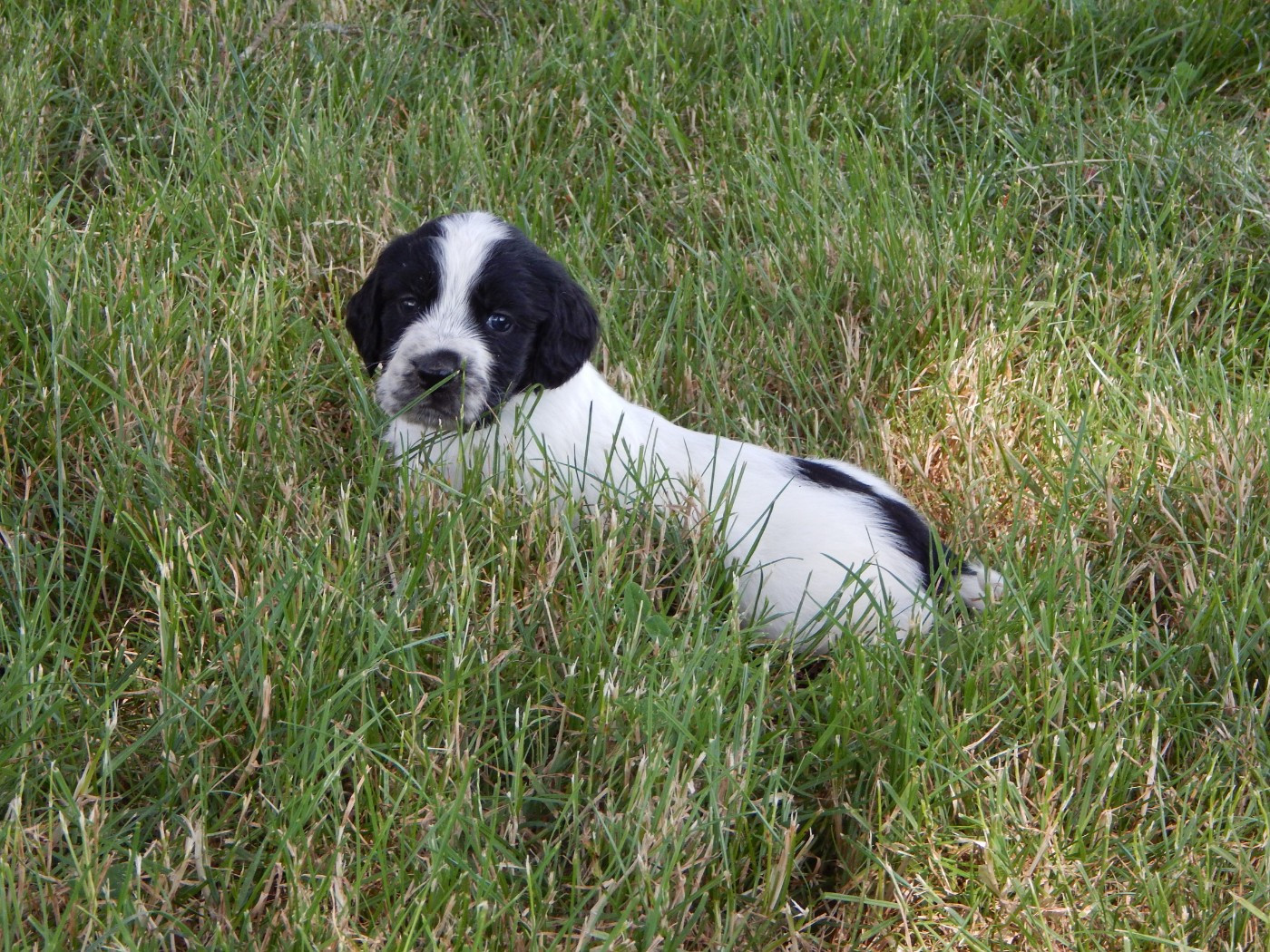 du Mas d'Eyraud - Chiots disponibles - Setter Anglais
