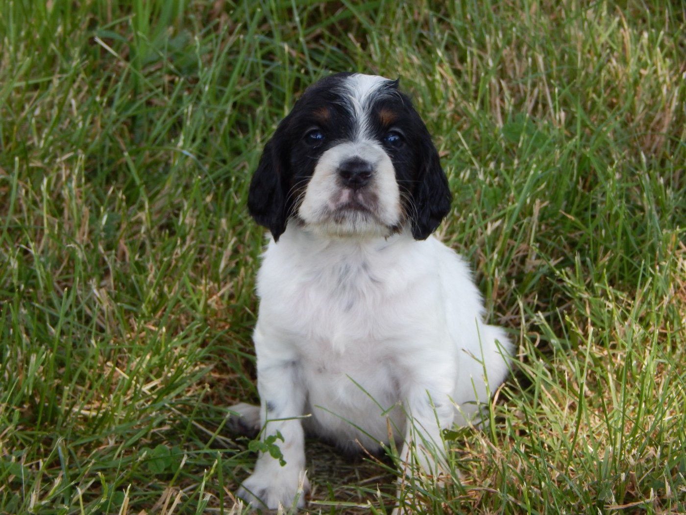 du Mas d'Eyraud - Chiots disponibles - Setter Anglais