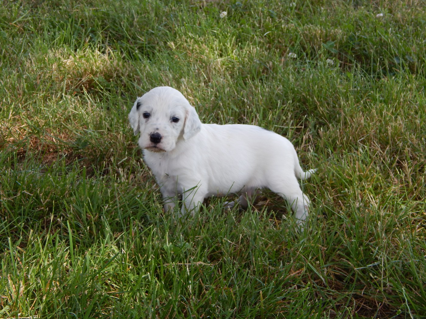 du Mas d'Eyraud - Chiots disponibles - Setter Anglais
