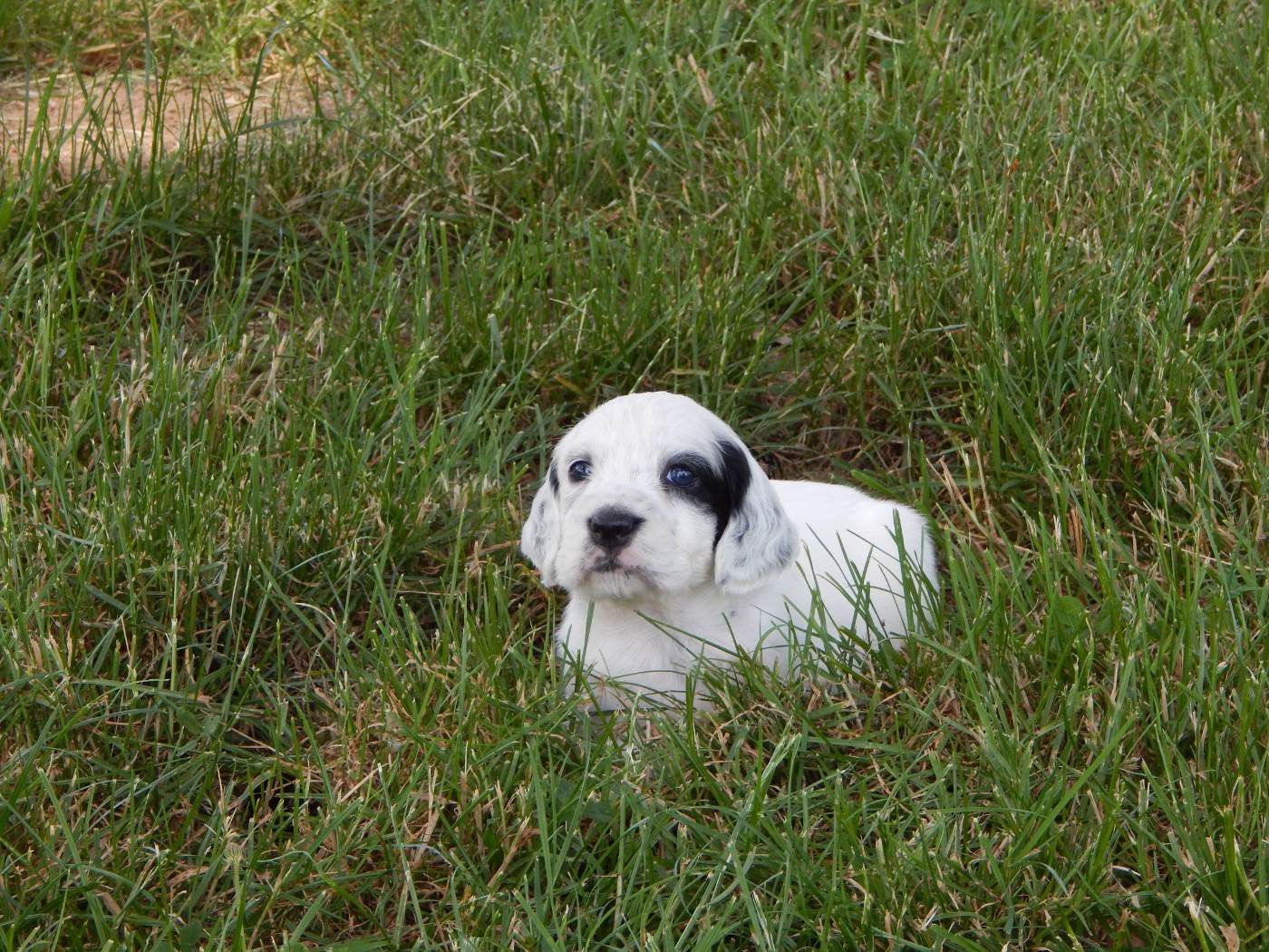 du Mas d'Eyraud - Chiots disponibles - Setter Anglais
