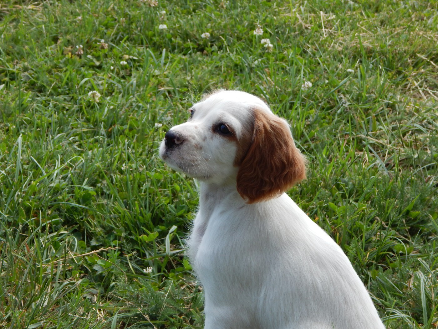 du Mas d'Eyraud - Chiots disponibles - Setter Anglais