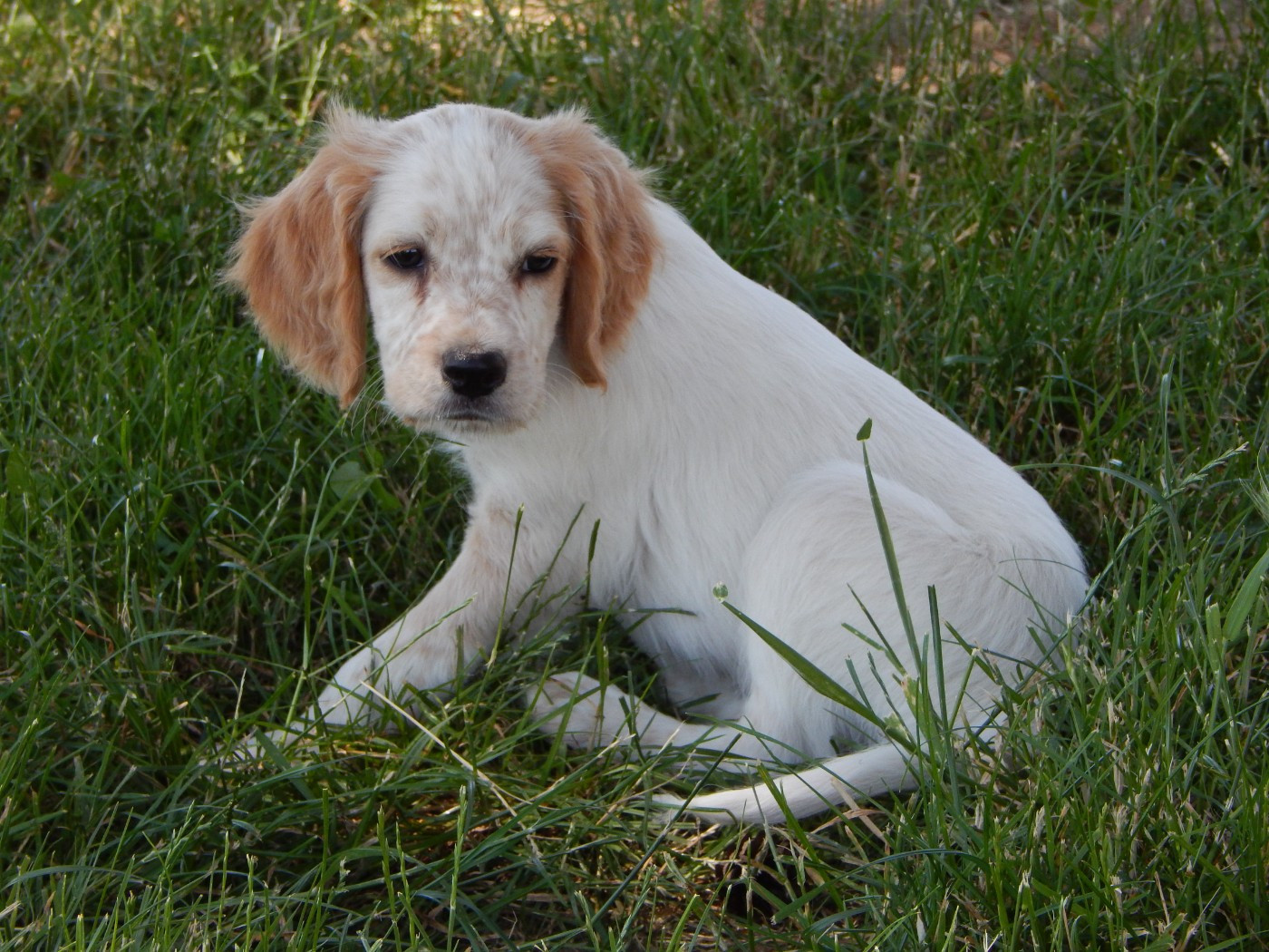 du Mas d'Eyraud - Chiots disponibles - Setter Anglais